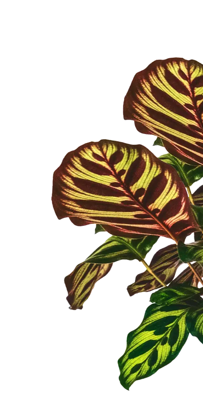 Affiliate program illustration